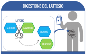 digestione del lattosio